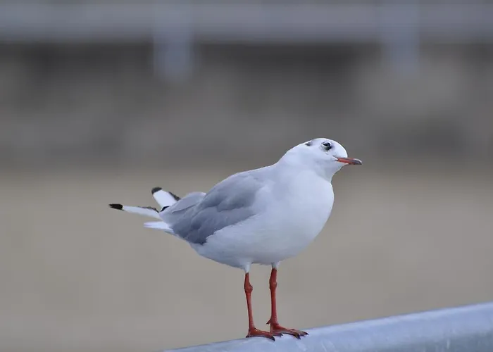 Ostsee App. 6111 شقة